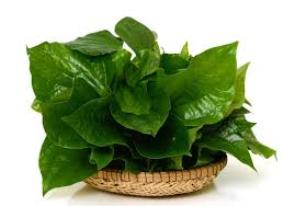 Lá lốt