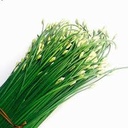 Bông hẹ