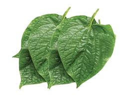 Lá lốt