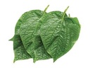 Lá lốt