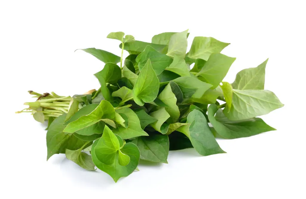 Rau Diếp Cá