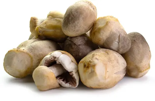 Nấm rơm